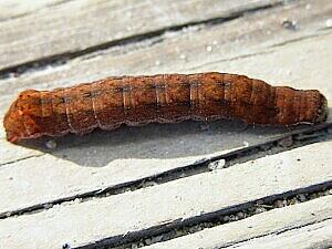 Hyppa contrasta
