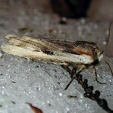 Xylena curvimacula