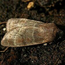 Homoglaea hircina