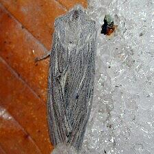 Lithophane fagina