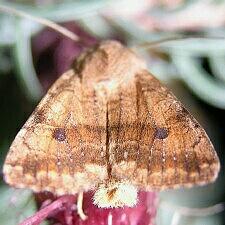 Sunira verberata