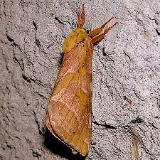 Sthenopis purpurascens