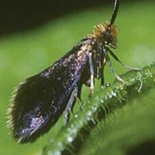 Epimartyria auricrinella