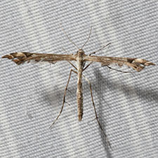 Amblyptilia pica