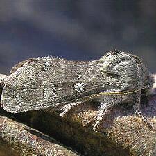 Psaphida rolandi