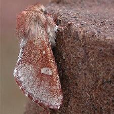 Psaphida styracis