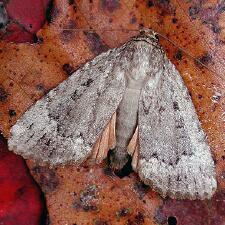 Amphipyra pyramidoides