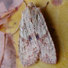 Lithophane hemina