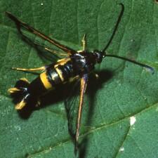 Synanthedon scitula