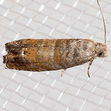 Epinotia wrighti
