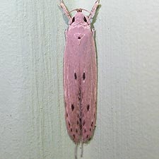 Homaledra knudsoni
