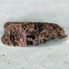 Cochylichroa hoffmanana