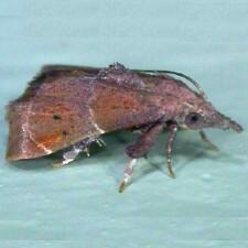 Streptopalpia minusculalis