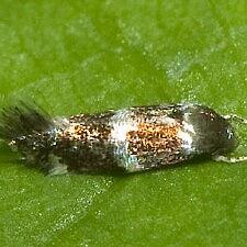 Elachista madarella