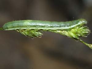 Loscopia velata