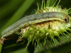 Loscopia velata