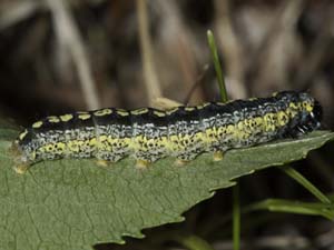 Zotheca tranquilla