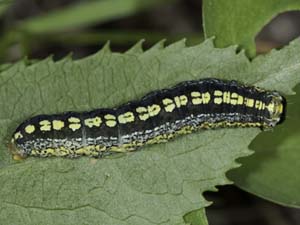 Zotheca tranquilla