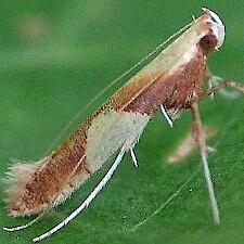 Caloptilia packardella