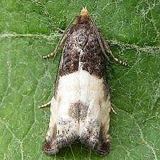 Notocelia cynosbatella