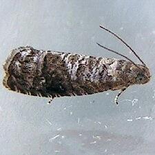 Grapholita packardi