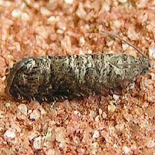 Grapholita packardi