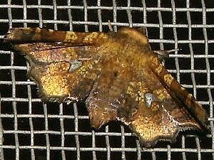 Dysodia oculatana