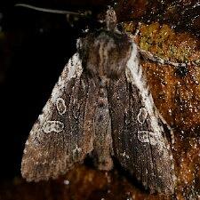 Lithophane oriunda