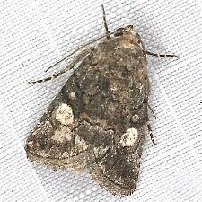 Copanarta aurea