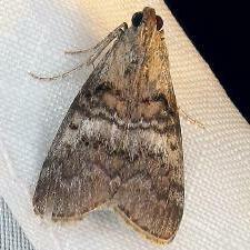 Pococera asperatella