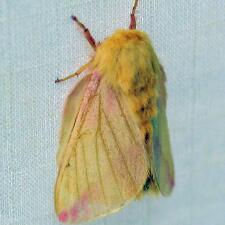 Dryocampa rubicunda