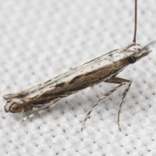 [Ornixolinae - No Genus] quinquistrigella