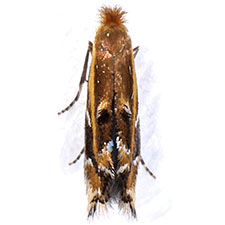 Bucculatrix polymniae