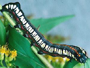 Cucullia convexipennis