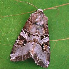 Trichordestra tacoma