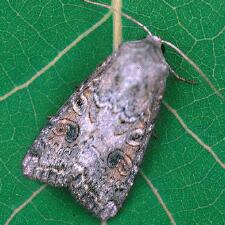 Trichordestra lilacina