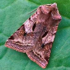 Cerastis salicarum