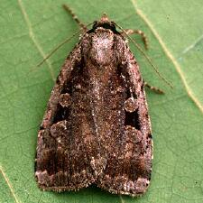 Eueretagrotis perattentus