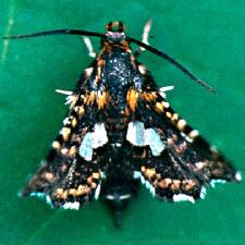 Thyris maculata