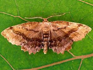 Cepphis armataria