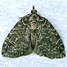 Hydriomena ruberata
