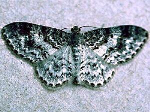 Hydrelia lucata