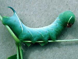 Sphinx chersis