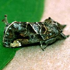 Clostera strigosa