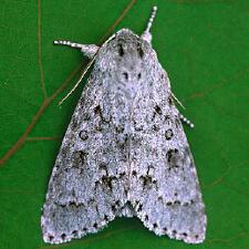 Acronicta insita