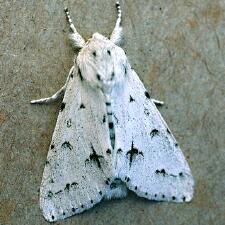 Acronicta vulpina