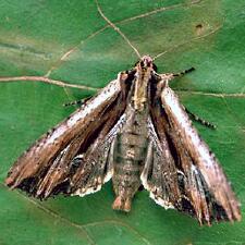 Apamea verbascoides