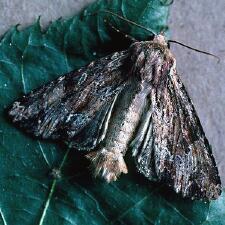 Apamea lignicolora