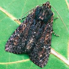 Apamea plutonia