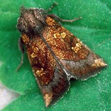 Papaipema impecuniosa